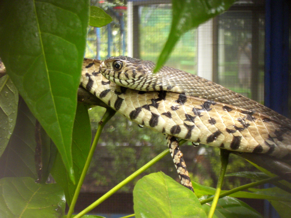 Snake Farm: cobra