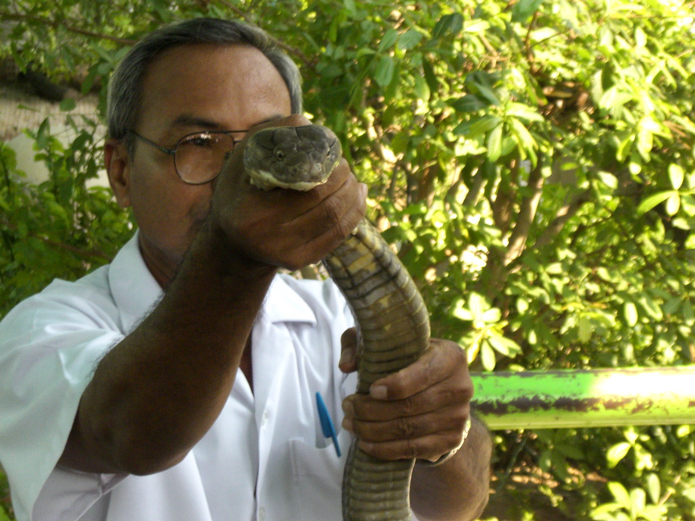 Cobra