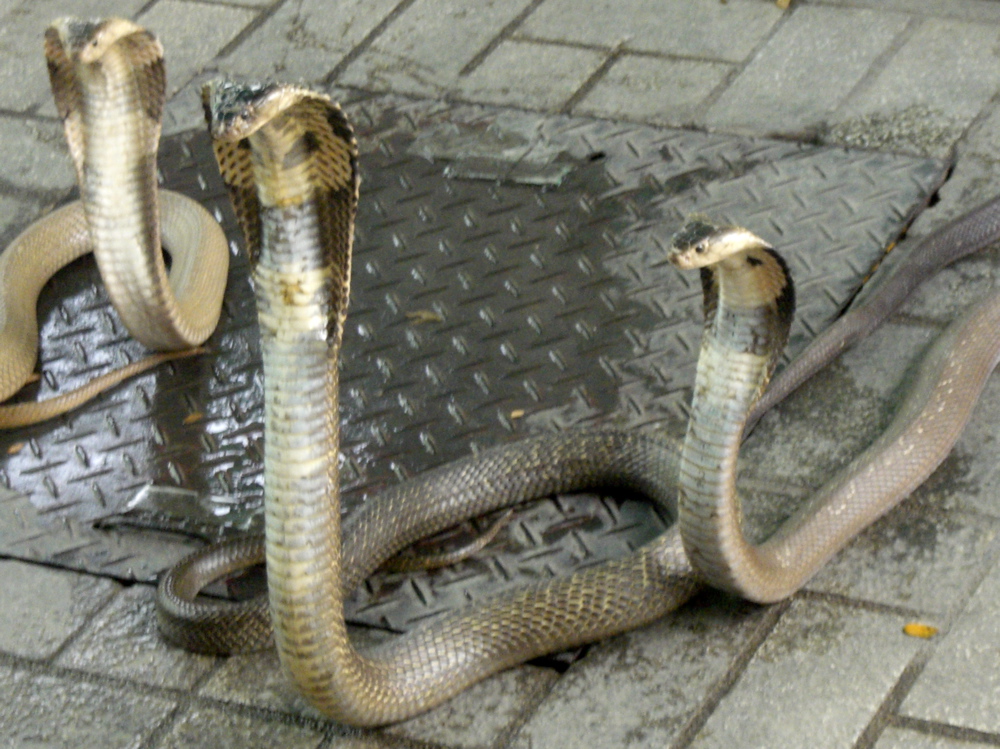 Cobras
