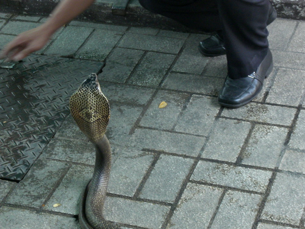 Cobra