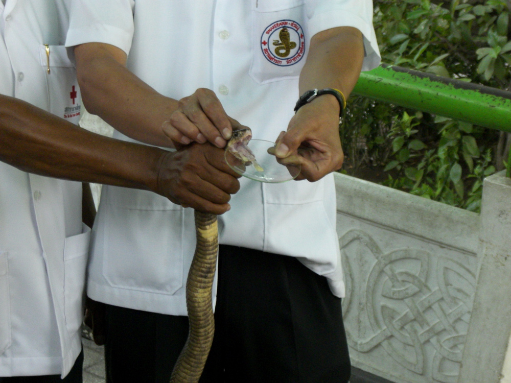 Milking of a cobra