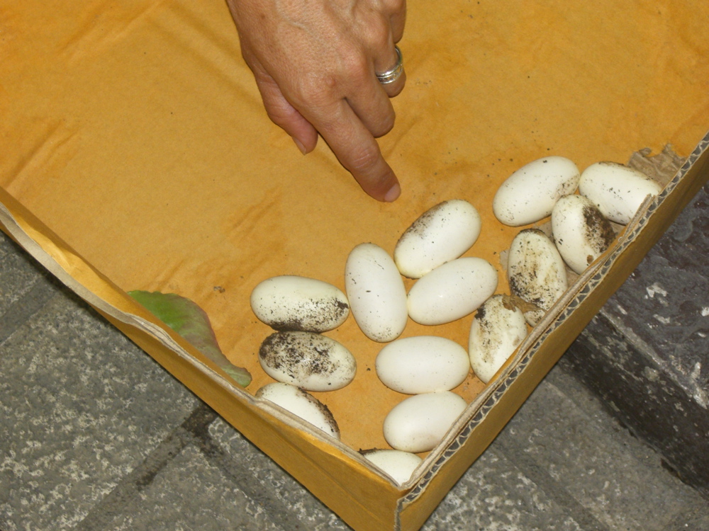 Cobra's eggs