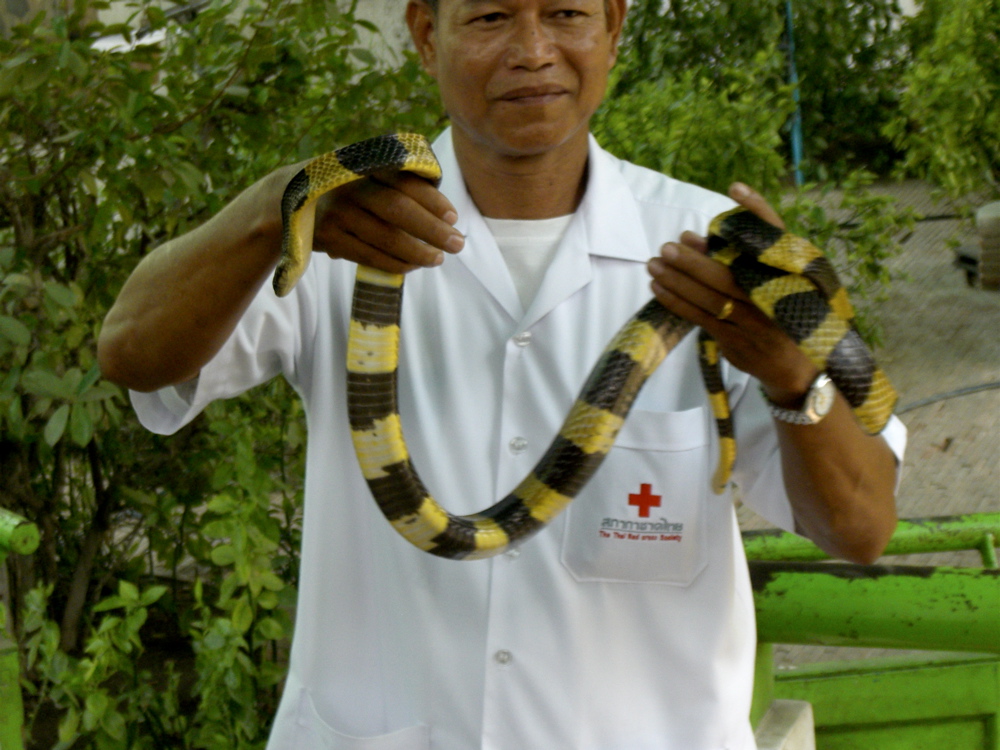 Malayan viper
