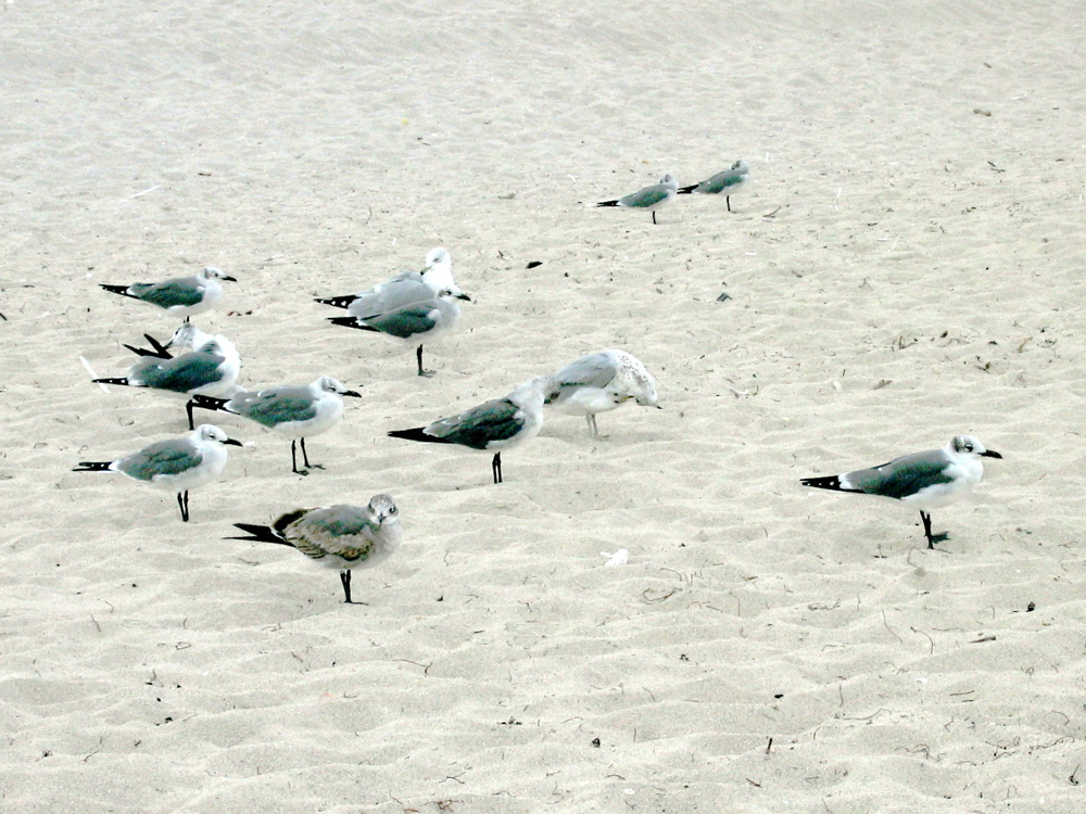 More birds in Miami