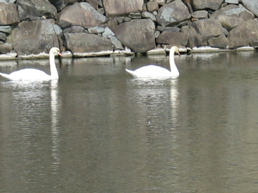 Matsumoto swans