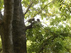 Monkies around Wat Phnom