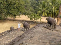 More elephants