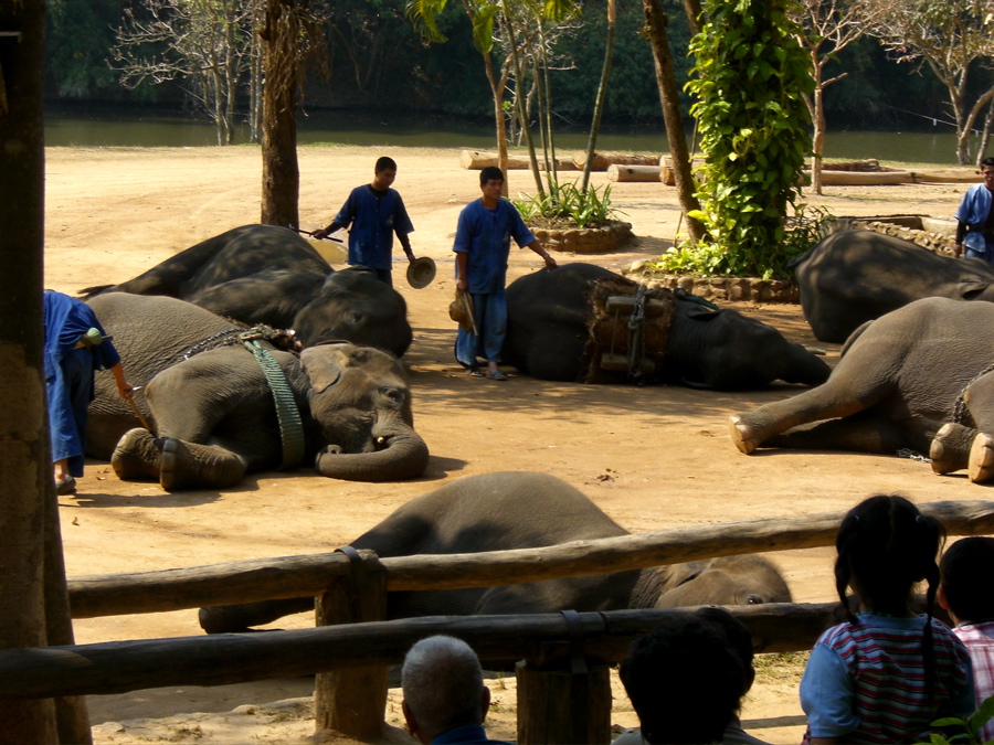 Elephants sleeping